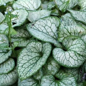 Brunnera 